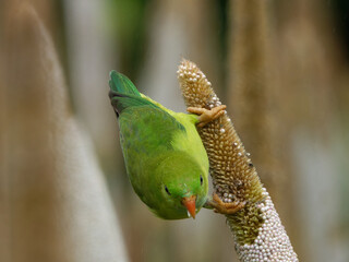 Vernal hanging parrot on a branch