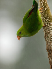 bird on a branch vernal hanging parrot bird in a natural habitat