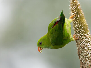 bird on a branch vernal hanging parrot bird in a natural habitat