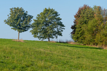 trees in the field