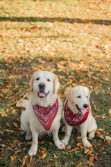 Golden retriever walks in a park with yellow leaves in autumn