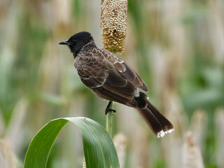 red winged blackbird