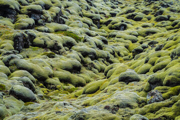 Mossy Lava Fields (Iceland)