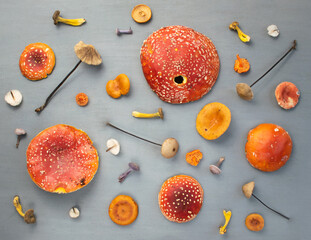 Red, brown and orange color mushrooms background. Amanita cap. Fly agaric, Mycetinis alliaceus....