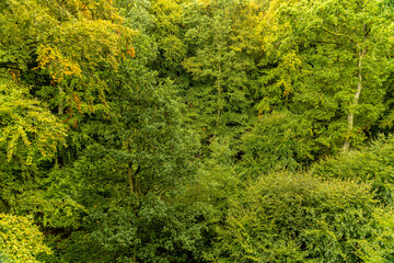 Laubwald am Baumwipfelpfad an der Ostsee auf der Insel Rügen