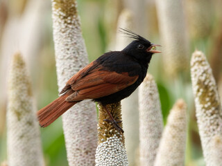 Crested bunting closeup shot in a natural habitat