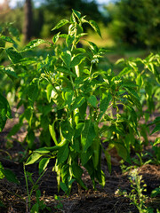 The process of growing hot pepper. Hot pepper bush in the open field. Organic cultivation in the garden