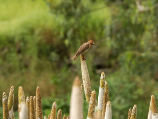 grass in the wind rose finch closeup shot in a natural habitat