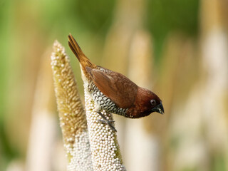 Spotted munia closeup shot in a natural habitat