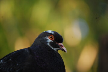 Pigeon relaxing taken close up