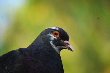 Pigeon relaxing taken close up