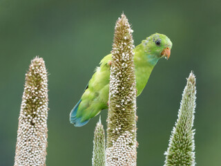 Vernal hanging parrot closeup shot in a natural habitat