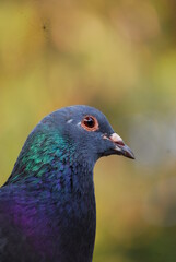 Pigeon relaxing taken close up