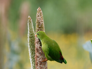 Vernal hanging parrot