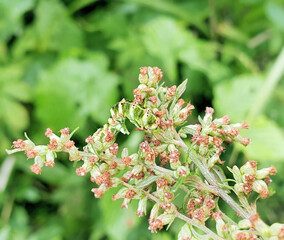 ヨモギに擬態　ハイイロセダカモクメ幼虫