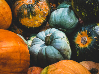 harvest of variety of pumpkins in autumn season prior to Halloween celebration