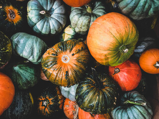 harvest of variety of pumpkins in autumn season prior to Halloween celebration