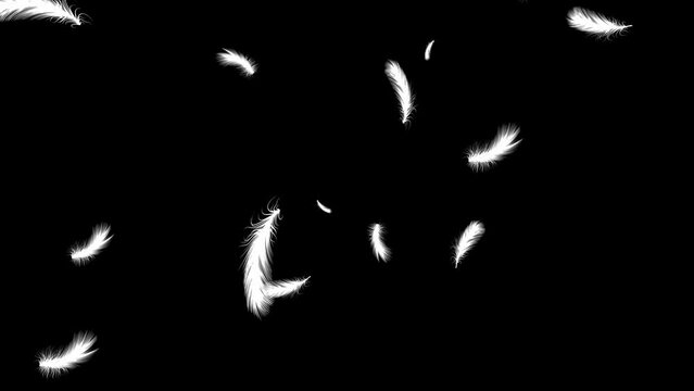 Isolated gently falling white feathers. Abstract animation. Black background. Loop. 25 fps
