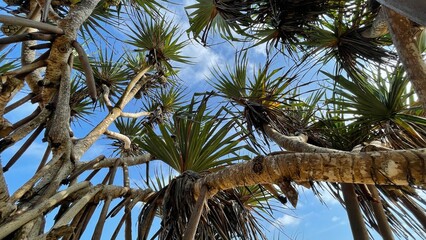 Wild Pandanus tree on tropical beach
