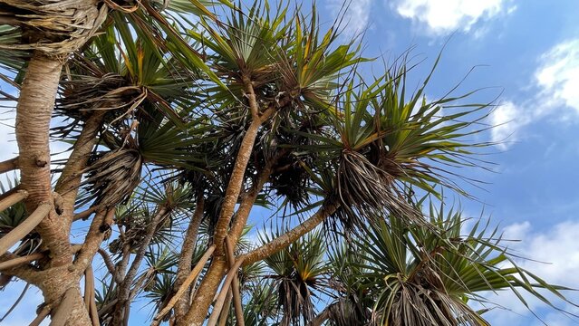 Wild Pandanus tree on tropical beach