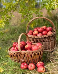 Organic Apples in a Basket. Autumn background. Harvest season concept. Organic apples close up for fresh juice.