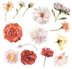 Watercolor Wildflowers Daisies Roses Convolvulus Asters Autumn Flowers Red Asters Red Dahlias