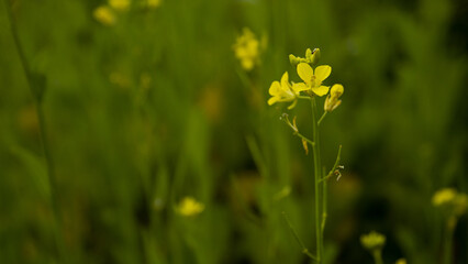 Background flor amarilla