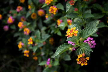 butterfly on a flower