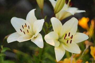 white crocus flower