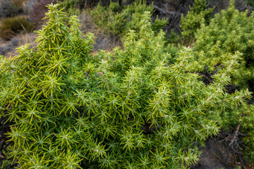 Star caperose or star tree (Cliffortia arborea) tree or bush in the Roggeveld near Sutherland. Northern Cape. South Africa.
