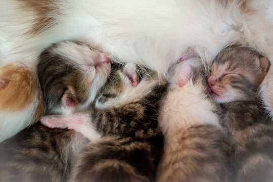 Schlafende junge K&auml;tzchen werden von der Katzenmutter ges&auml;ugt