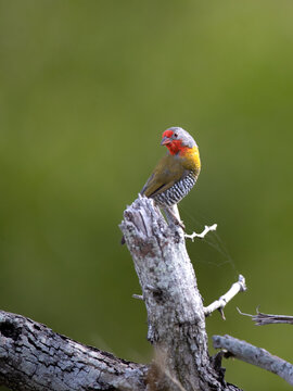 A Green-winged Pytillia, Pytilia melba, perches on a branch