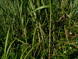green grass in the morning