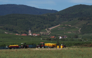 Weinbau im mittleren Elsass