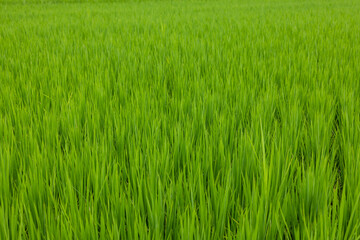 Fresh paddy rice field meadow