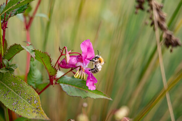 Hummel mit Blüte