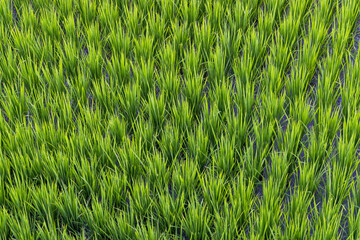 Rice field in Taitung of Taiwan