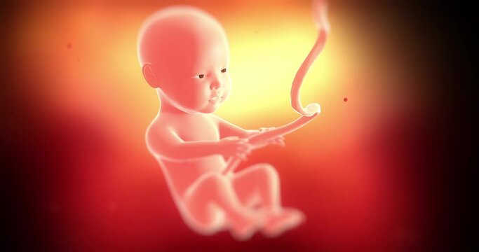 Beautiful baby fetus kicking inside of mother's womb. Ready to born. Science and health related 4k 3d animation.