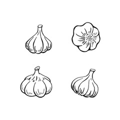 Garlic outline. Hand drawn vector illustration. Farm market product, isolated vegetable, engraved bunch of garlic.