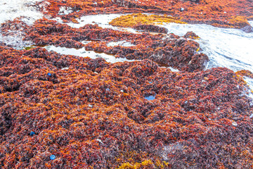 Very disgusting red seaweed sargazo beach Playa del Carmen Mexico.