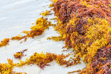 Very disgusting red seaweed sargazo beach Playa del Carmen Mexico.