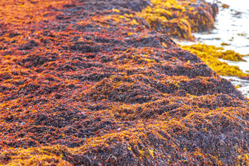 Very disgusting red seaweed sargazo beach Playa del Carmen Mexico.