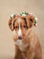 Nova Scotia duck retriever puppy on a beige background. Charming Dog in the studio. funny toller with a flower wreath on his head
