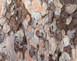 Wooden texture
