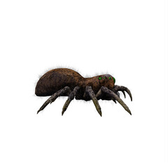 Jumping spider