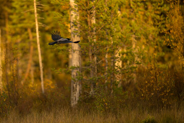 Wildlife in Finland. Bears, Wolverine and birds.
