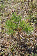 Small pine tree | Harzer Grenzweg, Green Belt