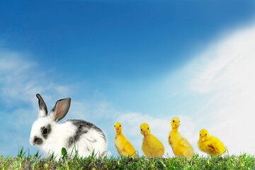 青空を背景に草地に並ぶアヒルの雛4羽と白い子ウサギ