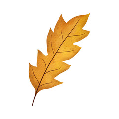 Autumn Leave Watercolor Clipart
