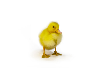 白背景の前に立つアヒルのヒヨコ1羽の正面の姿